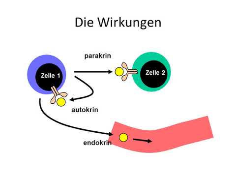 Video: Biologie Kürzlich Entdeckter Zytokine: Interleukin-17 - Ein Einzigartiges Entzündliches Zytokin Mit Rollen In Der Knochenbiologie Und Arthritis