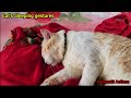  sleeping gestures of cat  simbha will never wakeup  hemantg actions