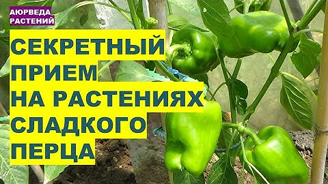 Что Это за Секретный Прием на растениях Сладкого Перца для Большого Урожая!