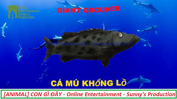 ANIMAL | CON GÌ ĐÂY - CÁ MÚ KHỔNG LỒ - GIANT GROUPER - Online Entertainment - Sunny