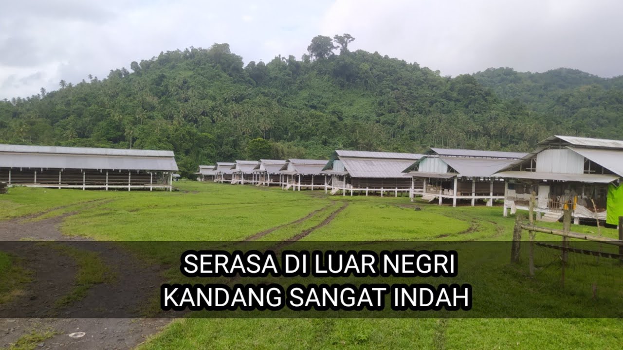 ADA DI INDONESIA  FARM AYAM PETELUR