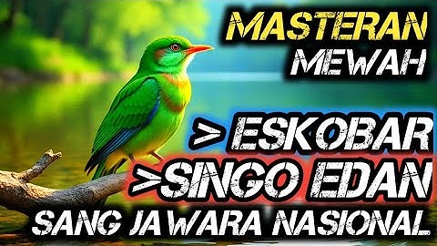 TERAPI UNTUK SEMUA JENIS BURUNG , SUARA GEMRICIK AIR , MASTERAN TERMEWAH SINGO EDAN & ESKOBAR