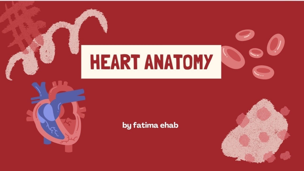 Heart anatomy part one