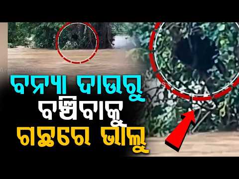 Rare Sight: Bear Climbs Tree To Save Life From Flood In Sunabeda Sanctuary | Argus News