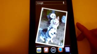 Husky Wallpaper - Live Wallpaper for Android screenshot 1