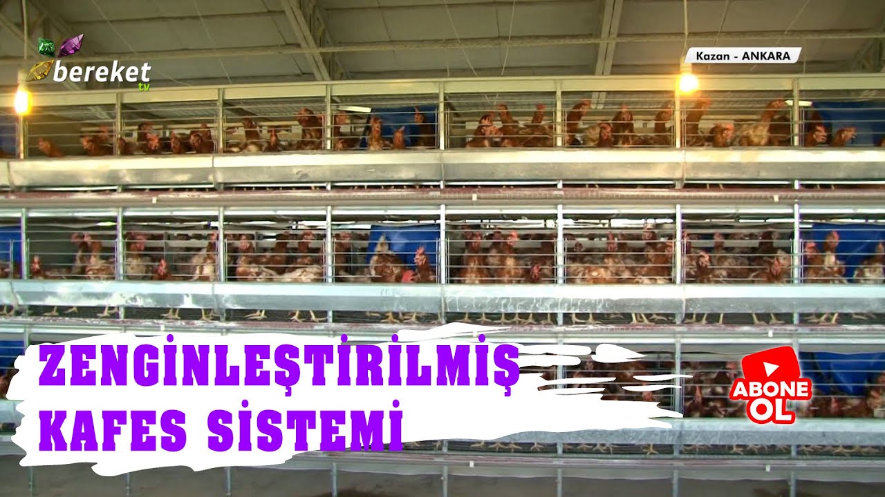 Kanatlı Dünyası | Zenginleştirilmiş Kafes Sistemi Nedir ?