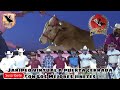 !!Se queria salir El Toro No Aguanto La Cuarentena¡¡Jaripeo virtual Con LosToros de Rancho El Morral