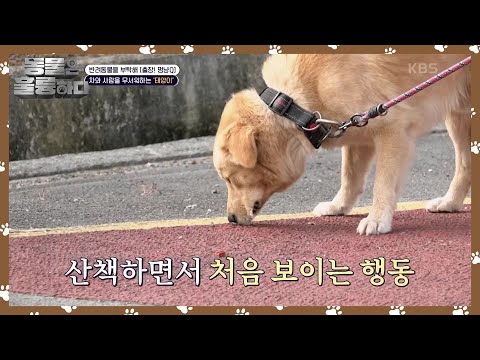 태양이의 경계심을 풀어줄 반복 훈련! 트라우마에 좋은 후각 놀이🐶 [동물은 훌륭하다] | KBS 241130 방송