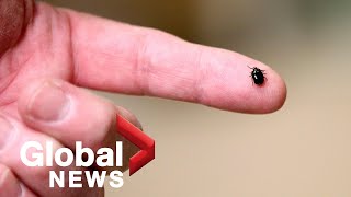 Ticks in Toronto: Woman raises concerns after encountering dozens in her backyard