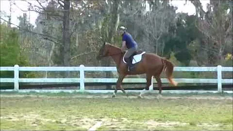 "Tessa"  Hunter for sale