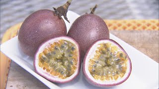 芳醇な香りと甘酸っぱさが特長　南米原産の「パッションフルーツ」の収穫が最盛期　三重・南伊勢町