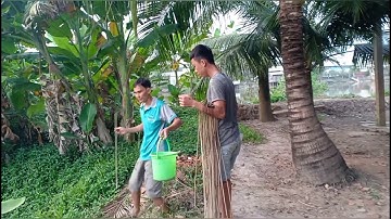 câu cá lóc bằng mồi cá sặc.snakehead fishing