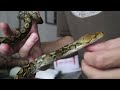 Unboxing Of A Sulawesi Local Reticulated Python