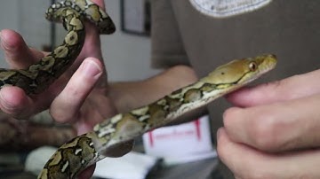 Unboxing Of A Sulawesi Local Reticulated Python