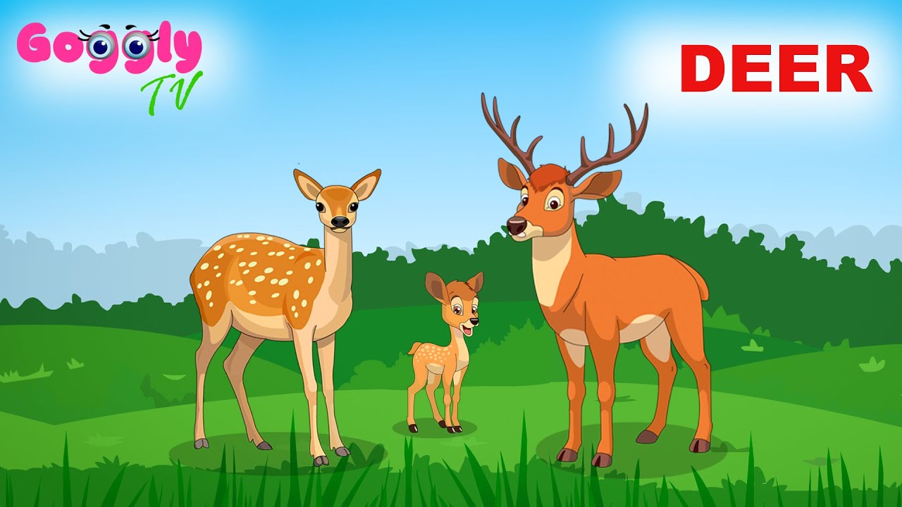 Deer Fun Facts for preschool kids Animal series Education and Entertainment Cartoon Animation