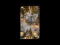 My Shabby Chic Christmas Tree (Process) 2021