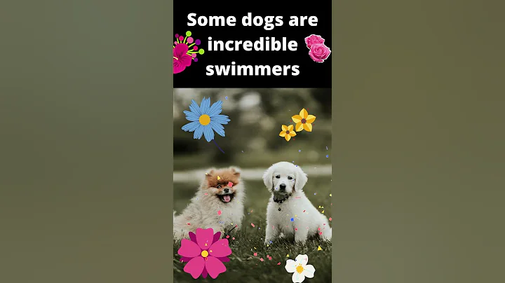 Video 11817871: cats dogs funny animals