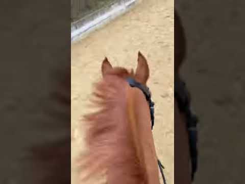 هروله خيل في الساعه ٦ صباح رمضان كريم