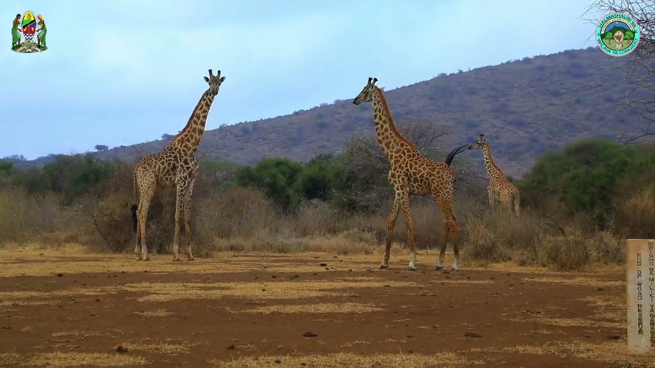 KARIBU LONGIDO,TEMBELEA VIVUTIO VYA KITALII.