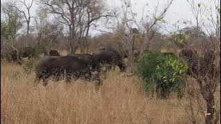 Sabi Sabi Raw Footage (uncategorised) - 2015 EM1A6937