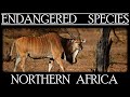 Endangered Species in Northern Africa