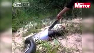 Man cuts open giant snake&amp;#039;s belly and is stunned by what&amp;#039;s inside