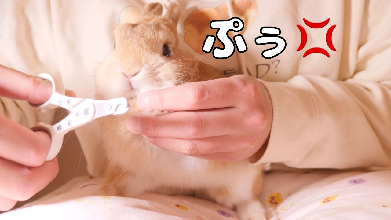 Rabbit who doesn't like nail clipping so much that he gets angry