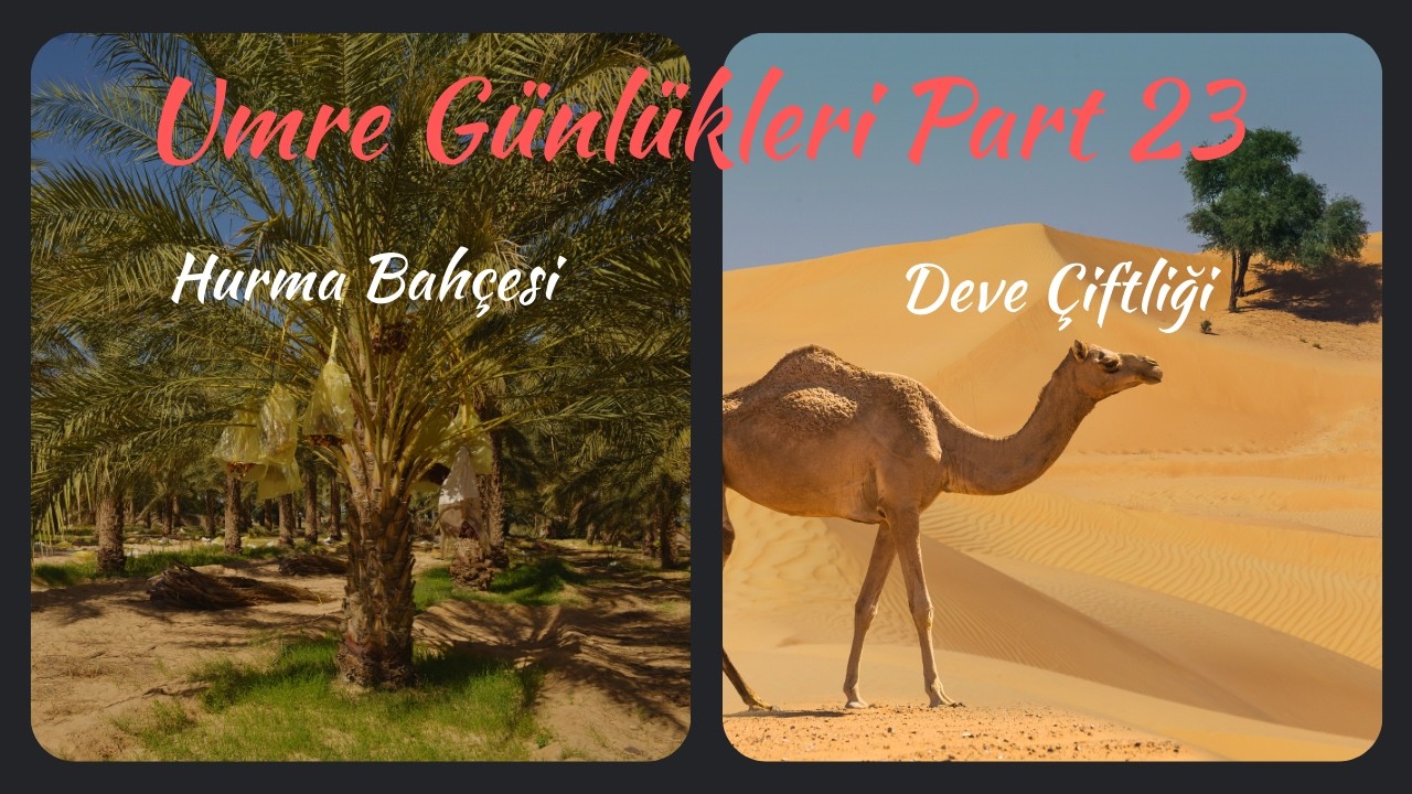 Umre Günlükleri Part 23: Deve Çiftliği - Hurma Bahçesi