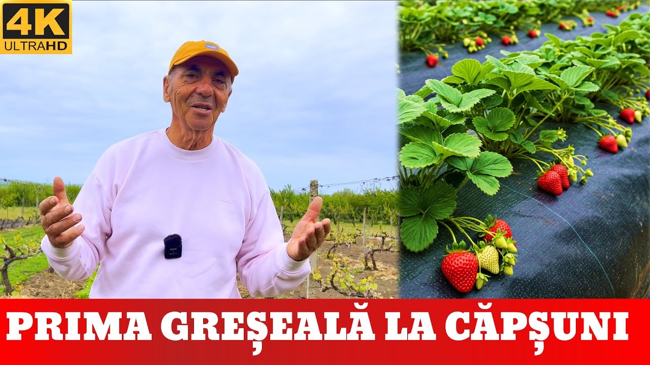 🍓 ВЫРАЩИВАНИЕ КЛУБНИКИ: первая ошибка, которую НЕ следует совершать! 🍓