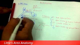 Little's Area Anatomy & Epistaxis