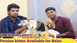 Persian Cattery in Chennai Alandur I Quality Persian Kittens Available I  cat வளர்ப்பு முறை தமிழ்