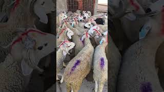 بسم الله توكلت على الله 34 حولي لمتتبع من الجديدة ربي يربحو 29112025