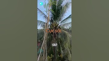 Cực sốc cây mía cao nhất VN và cũng có thể là cây mía cao nhất thế giới