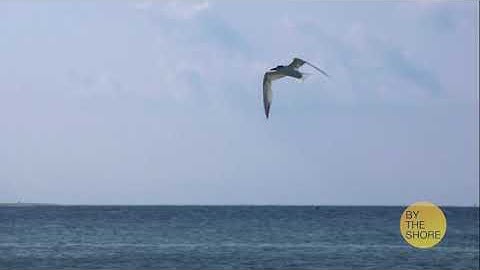 Module 3 Activity: Creating a Slideshow with Still Images VIC3001