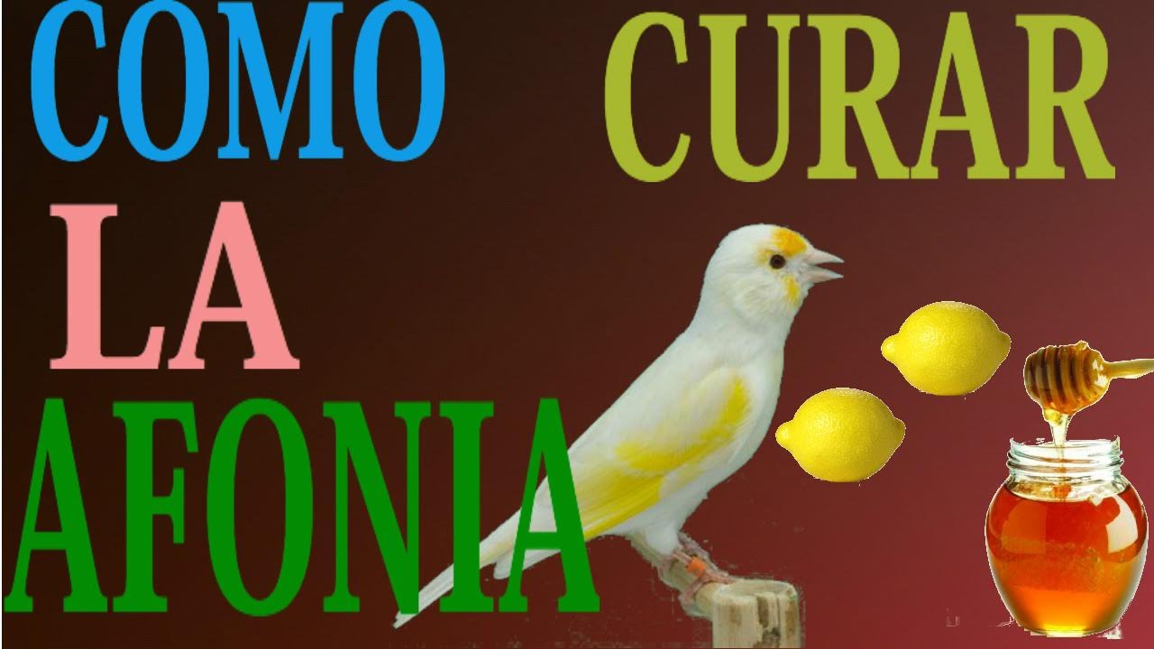 La cria de canarios ( consejo de como curar afonía o ronquera ) - YouTube