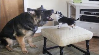 Made your day with these funny and cute German Shepherd Puppy Videos Compilation - Funniest GSD
