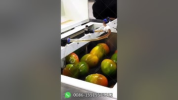 High-efficiency Mango Cleaning Equipment! Fully automatic cleaning, improve processing efficiency!