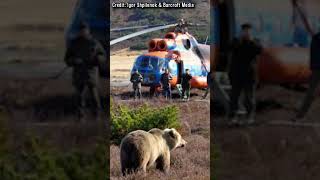 Bears Get High On Jet Fuel by BlueGum 168 views 3 months ago 1 minute, 14 seconds