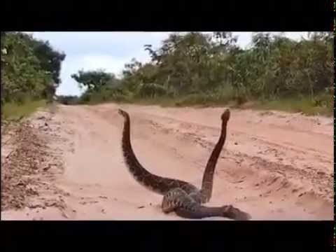 ពស់