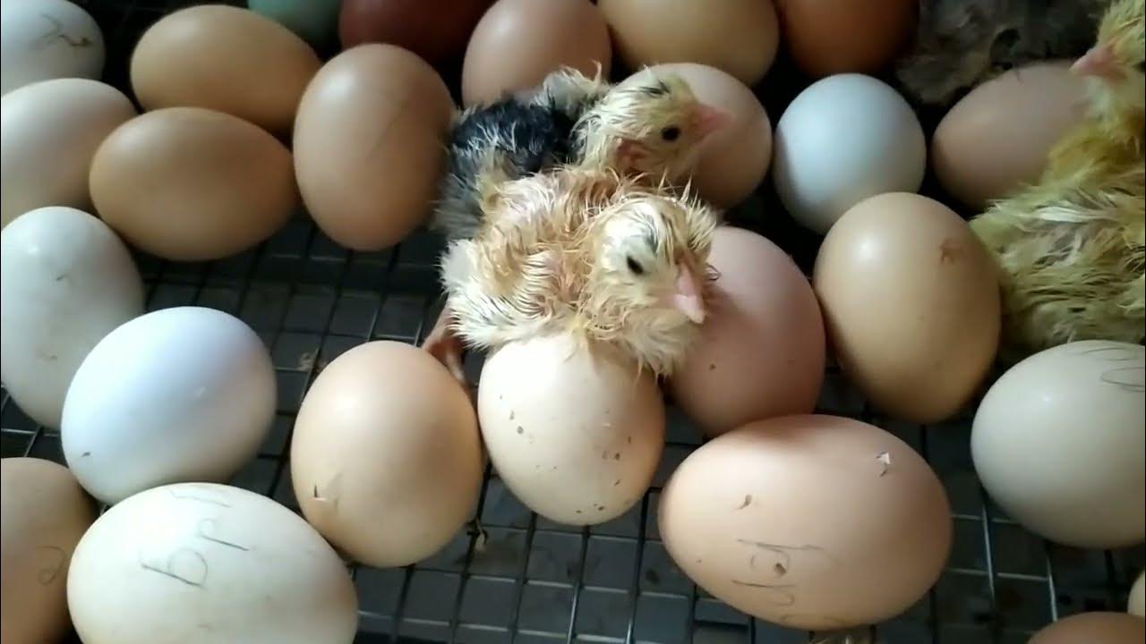 Можно из яйца вывести цыпленка. Зимой можно выводить цыплят. Как из яичка выводятся цыплята. Сколько времени сидит курица на яйцах чтобы вывести цыплят.