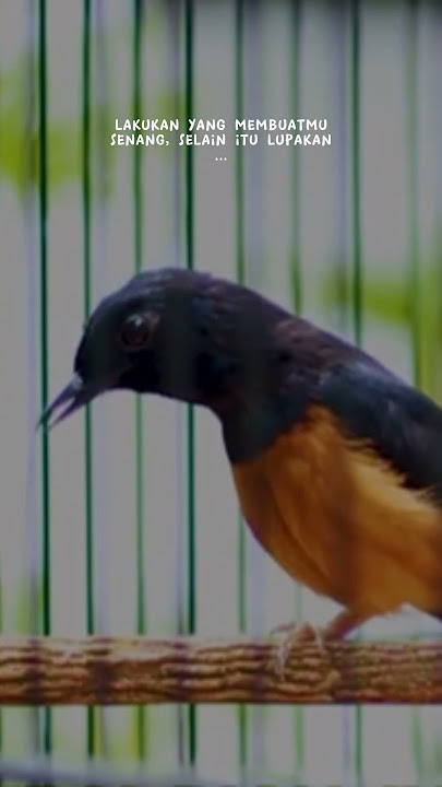 Murai batu #muraibatu #fyp #reels #trending