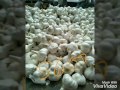 Jaora garlic rate 10082017