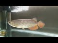 18 inch Red Tail Gold Arowana