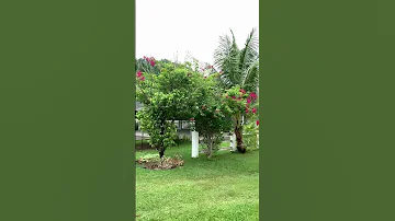 Shortvideo Wow Nicenature Ilovenature Guindulmannbohol 