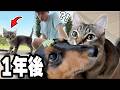学校に現れた迷子の子猫と、臆病な犬が仲良くなるまで【1年間の記録】
