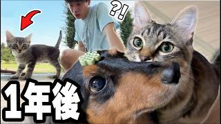 学校に現れた迷子の子猫と、臆病な犬が仲良くなるまで【1年間の記録】