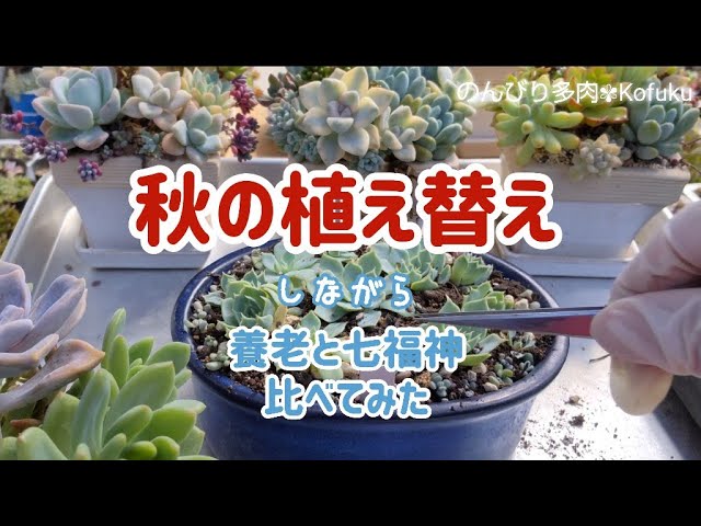 No110【多肉植物】養老と七福神、似てる？似てない？？ - YouTube
