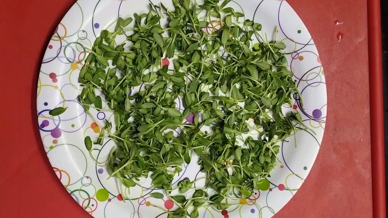 easy-and-simple-kasoori-methi-to-use-in-curry-s-youtube