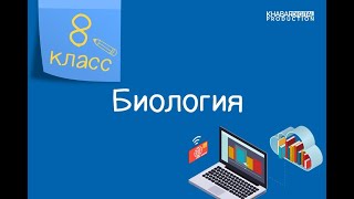 Биология. 8 класс. Структура и функции палочек и колбочек, волосковых клеток /02.03.2021/