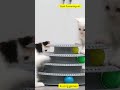 Dyah Purwaningrum, kucing gemes #animation #kelincikreatif #funny #cute #duck